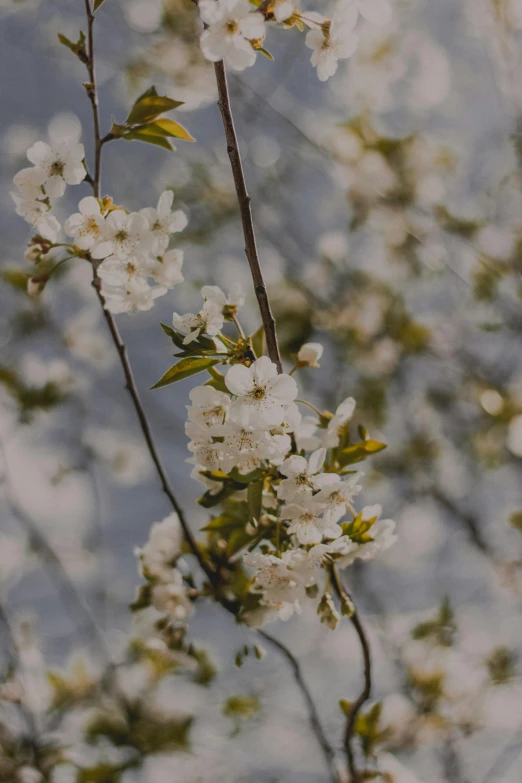 white flowers against the blue sky at daytime