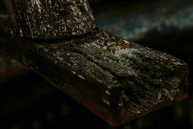 two rings on a wooden surface near each other