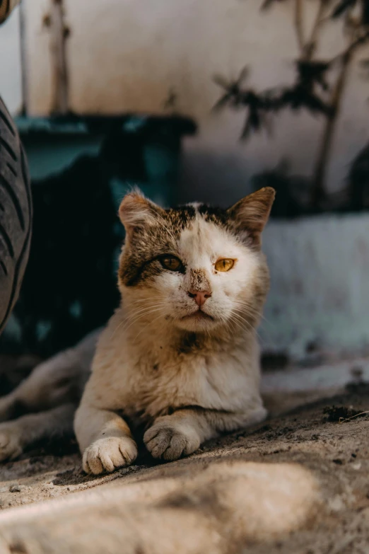 a cat sitting in the floor by someone's car