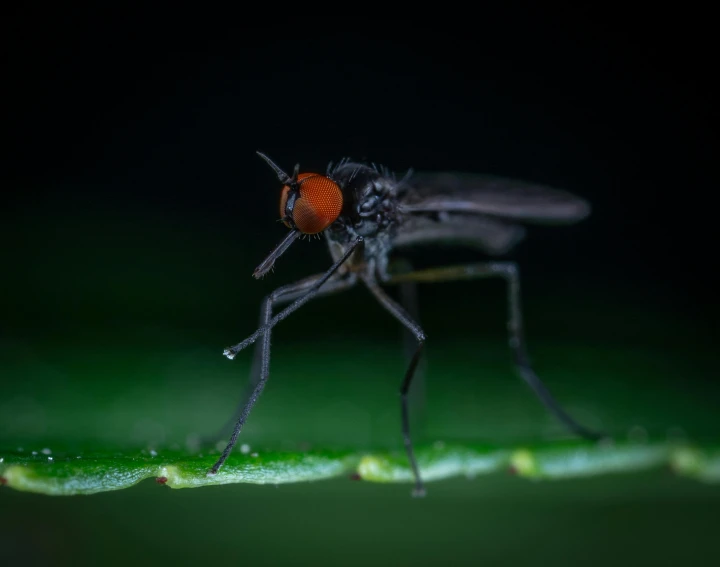 a close up of a mosquito on a leaf