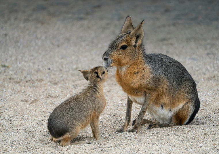 a fox and her young animal playing together