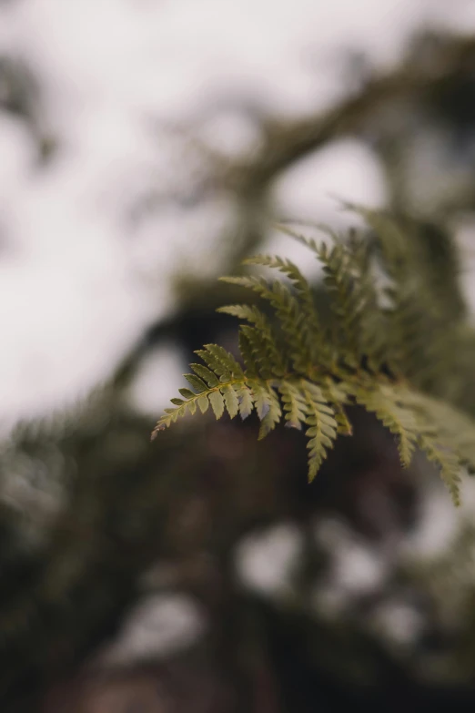 a close up view of a green tree leaves