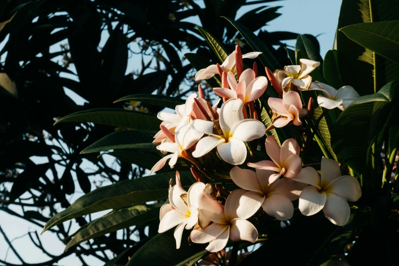 a close up s of flowers and leaves