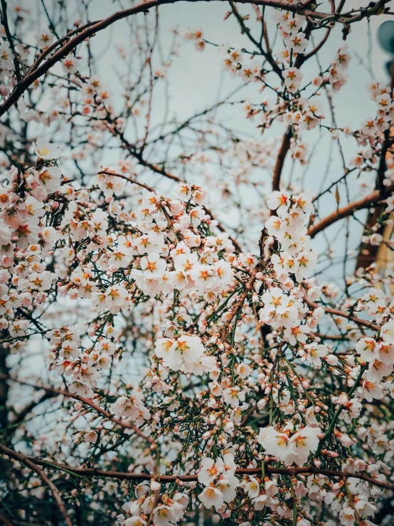 a small flower tree in bloom with many pink and white flowers