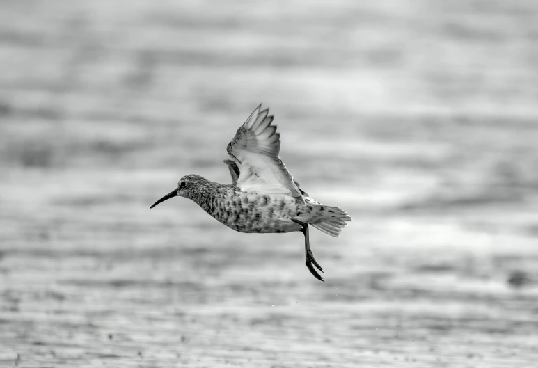 a duck flies in a black and white pograph
