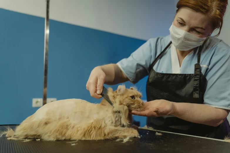 a woman grooming a long haired cat at the vet