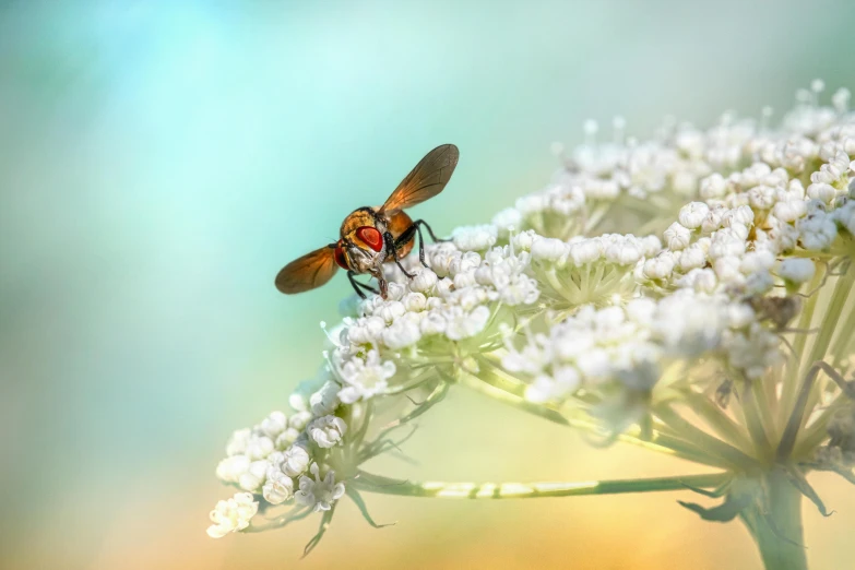 bee on white flower with blue sky in the background