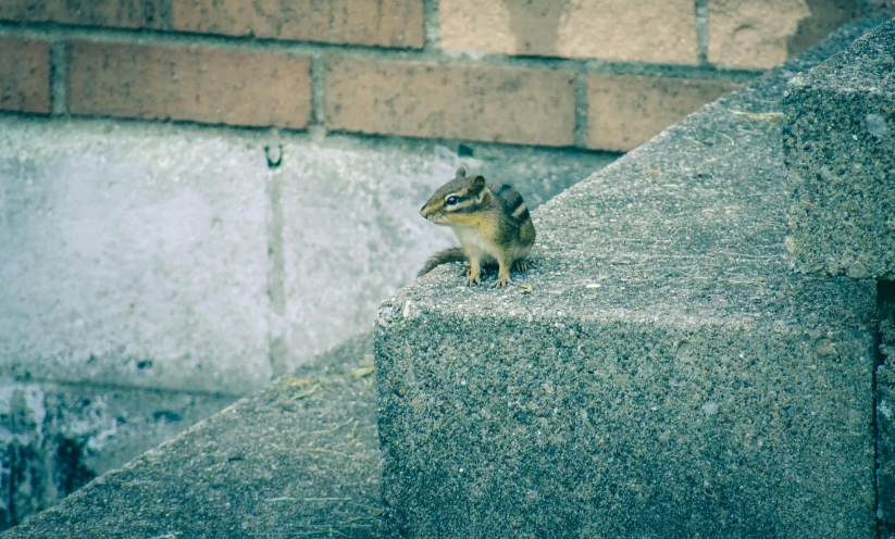 a squirrel standing on the concrete wall outside