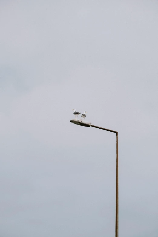 two seagulls are sitting on the end of a street light