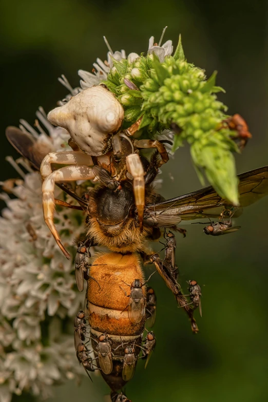 this close up image shows the structure of a fly and its external environment