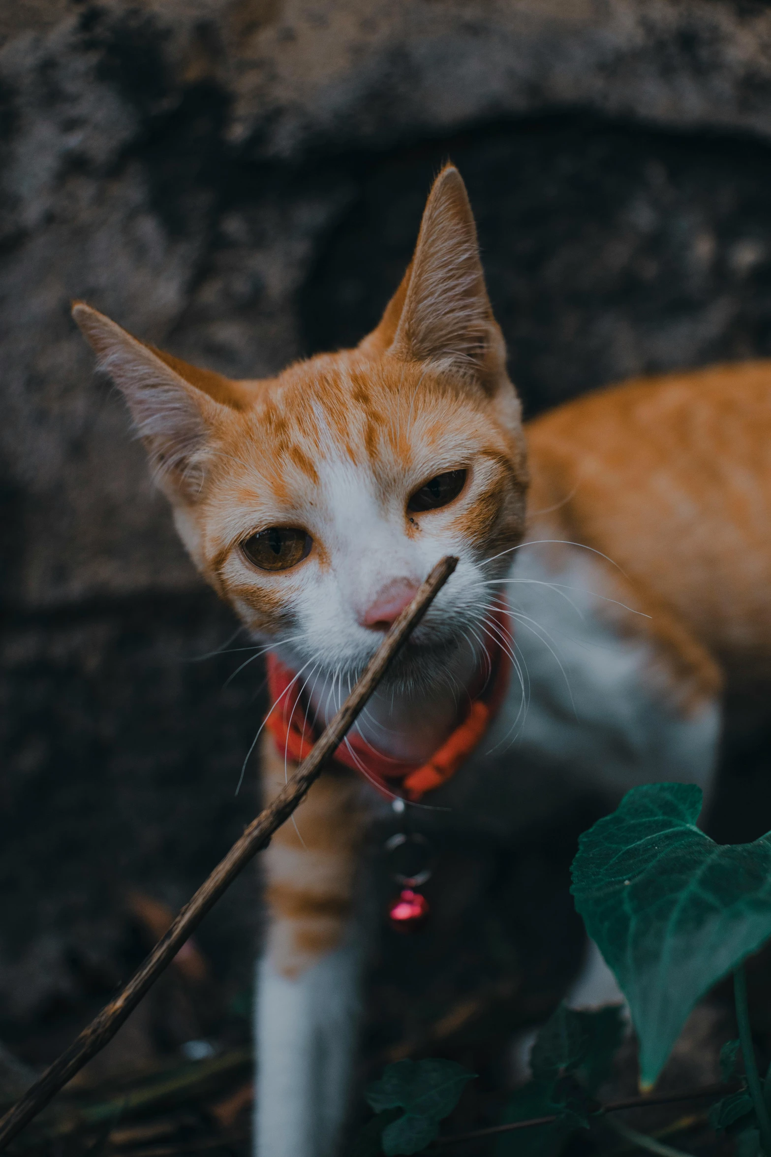 an orange and white cat wearing a red leash holding a stick