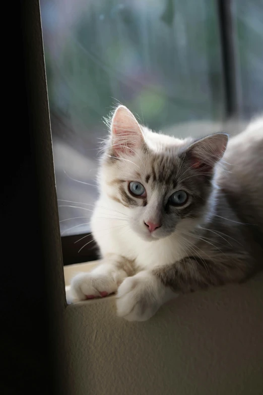 a cat that is looking out the window