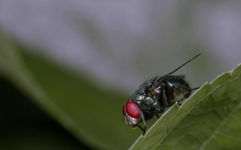 a fly is on the back of a green leaf