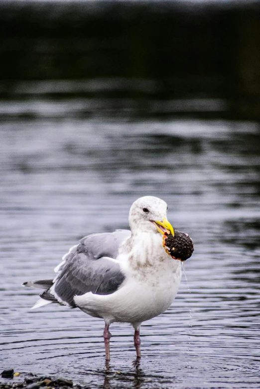 the seagull is standing on a beach alone