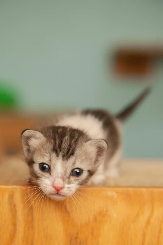 a kitten walking on the edge of a counter