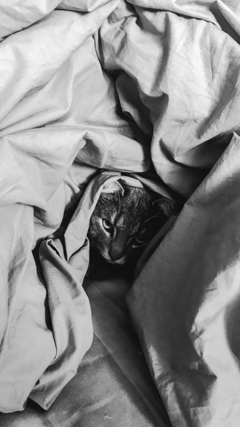 an image of an animal that is under the covers