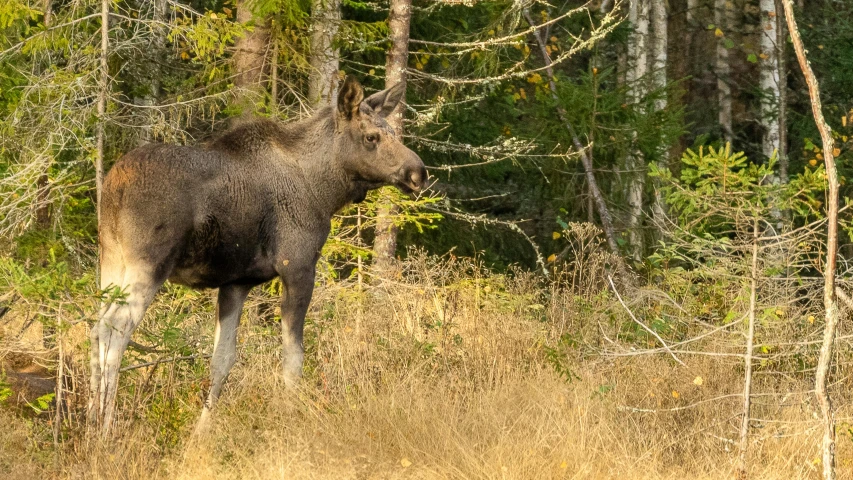 a moose walks through the forest on a sunny day