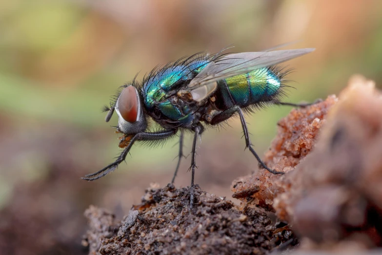 close - up of fly on brown surface with green blurry background