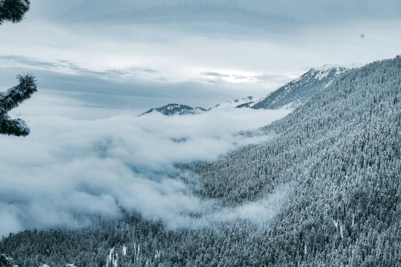 mountain covered with thick clouds and trees