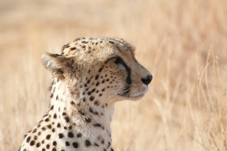 the back view of a cheetah stares into its left