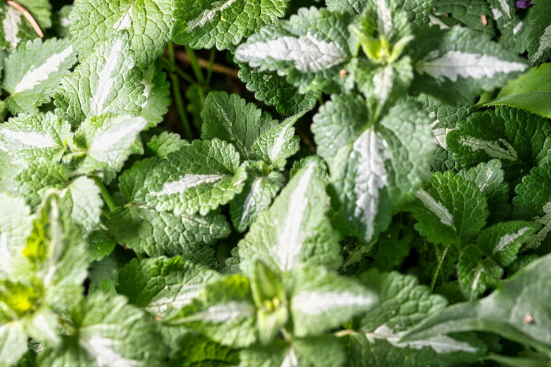 closeup of leafy green plants growing at a distance