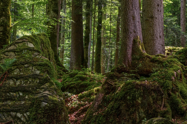 a picture of green moss covered rocks in the forest