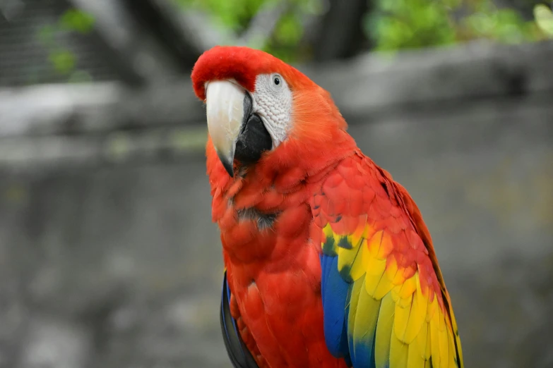 a colorful bird sitting on top of a tree nch