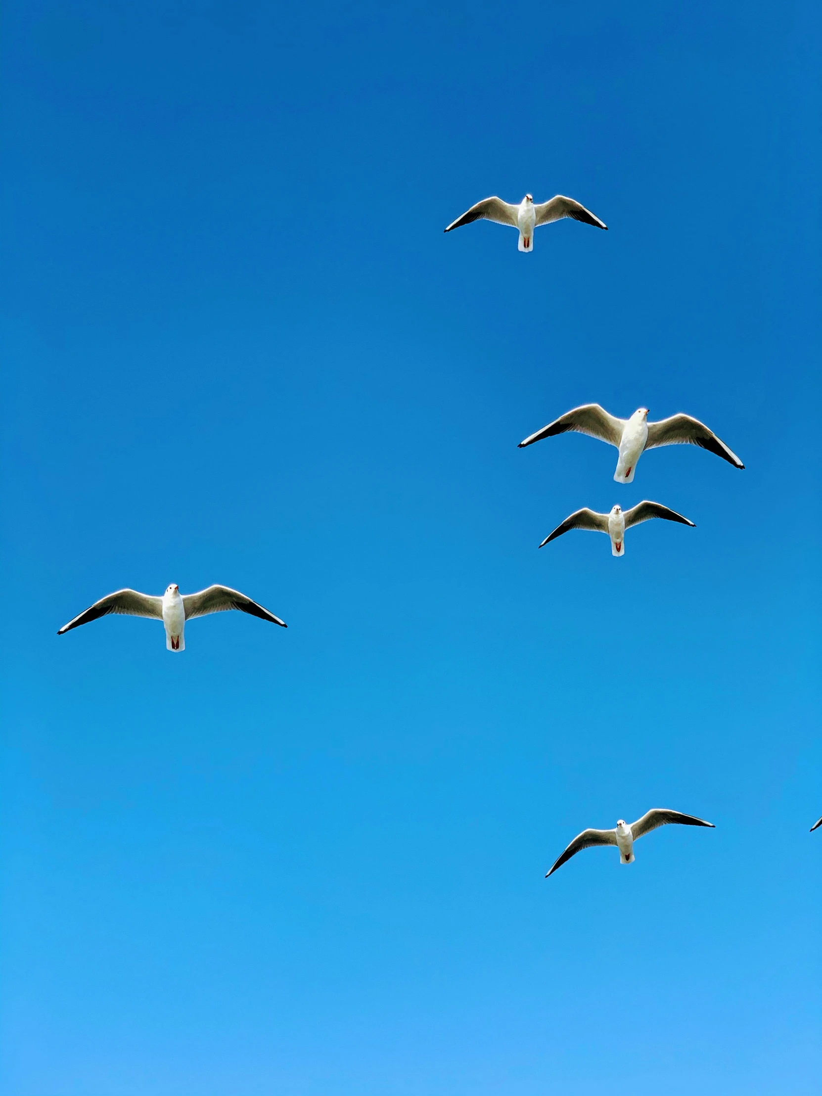 a flock of seagulls flying against the blue sky