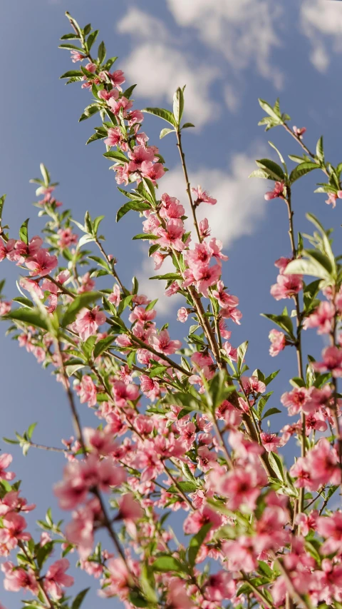 a bunch of flowers that are in the air