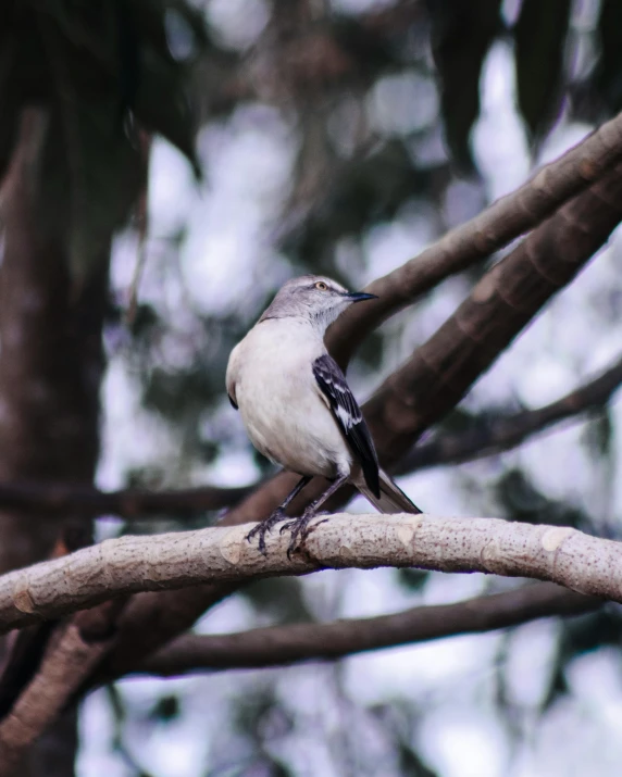 a small white bird perched on top of a tree nch