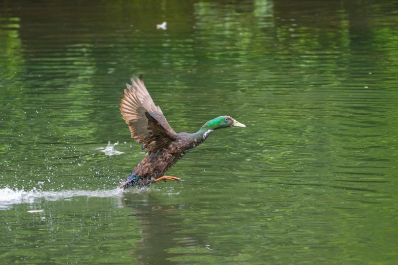 a green duck is floating in the water