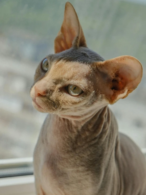 the sphy hairless cat is staring off into the distance