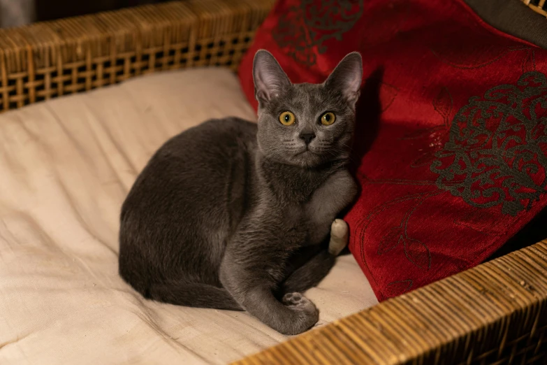 gray cat in basket with pillow in background