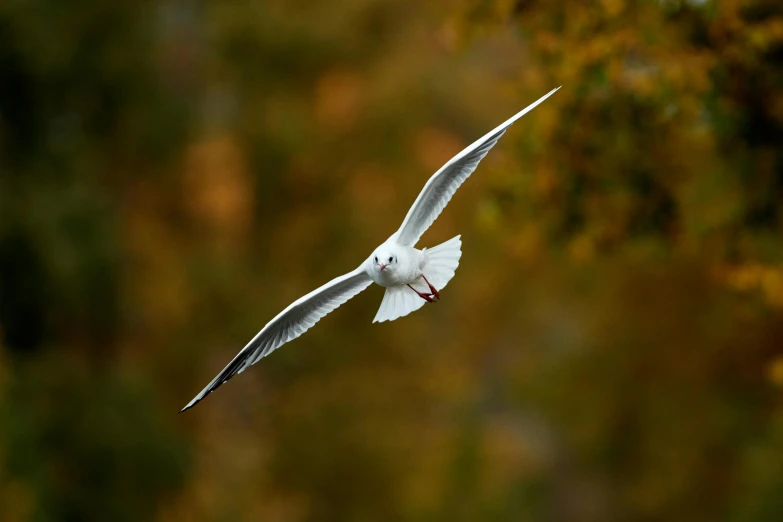 a seagull flies over the trees in the sunlight