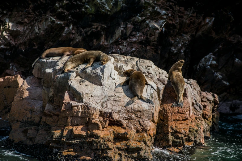 three sea lions playing on the rocks of a cliff in a body of water