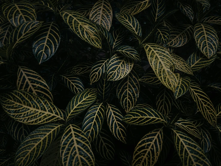 the top view of a colorful plant with yellow and green leaves