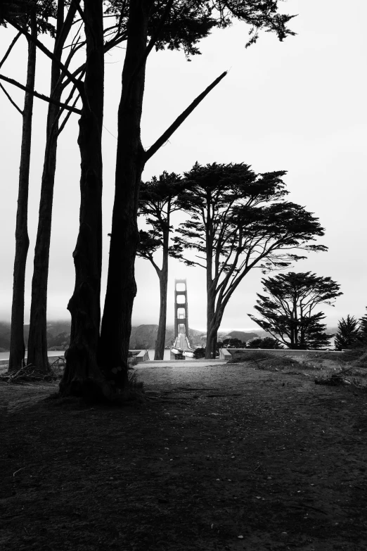 a foggy view of the golden gate bridge through trees