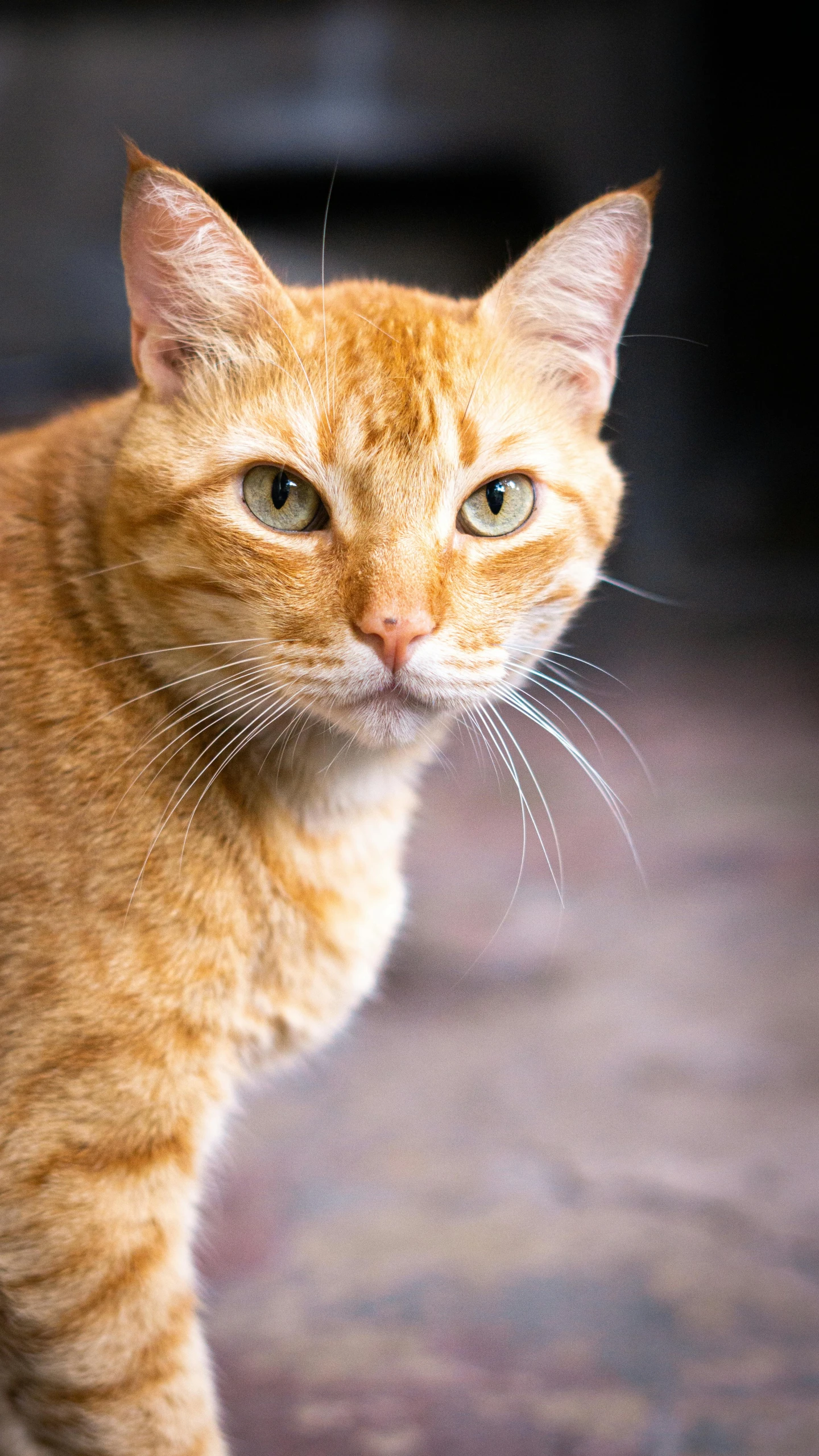 a tan cat stands looking at the camera