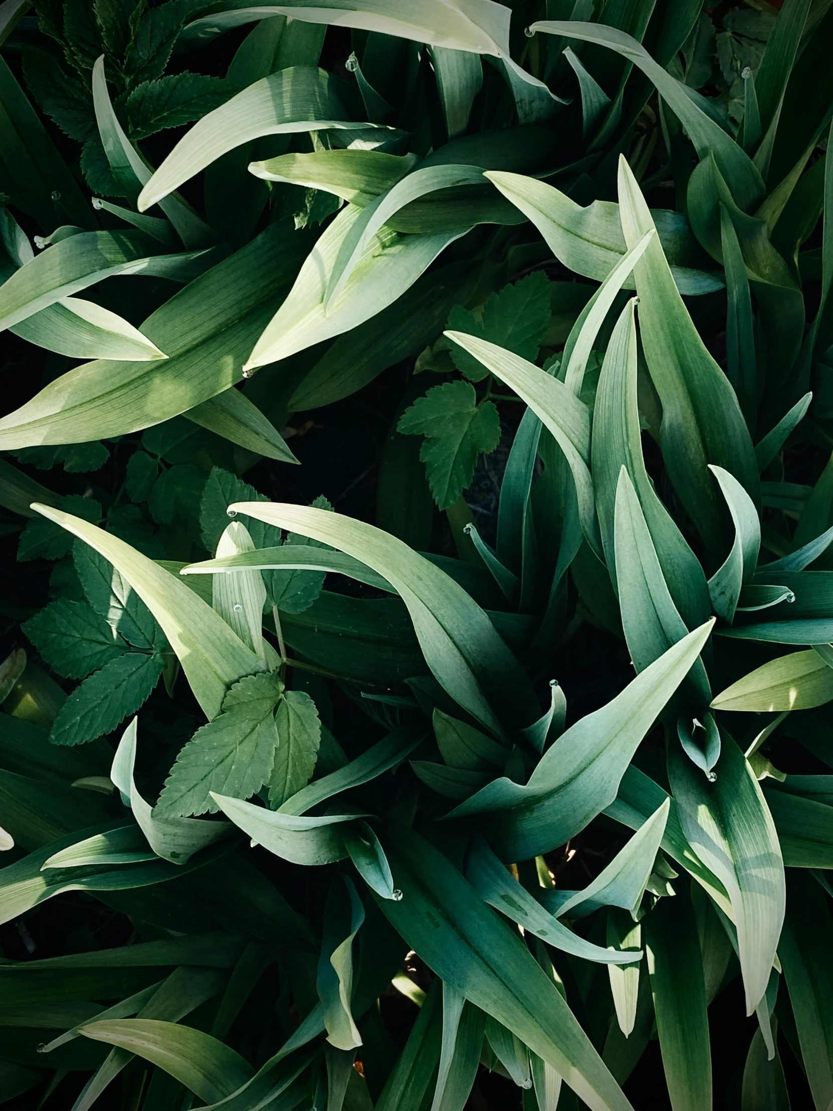 a plant has lots of green leaves