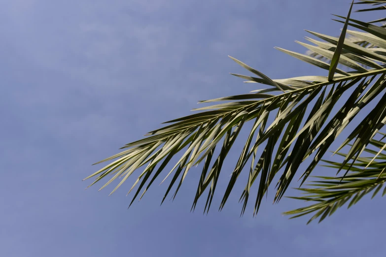 the leaves of palm trees under a blue sky