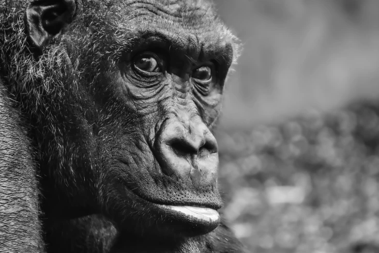 a very close up of a very cute gorilla