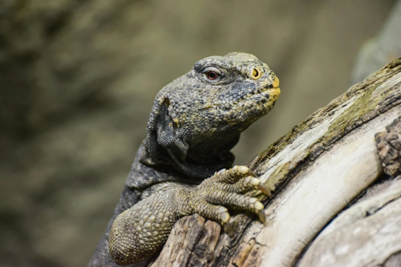 an iguant that is on top of a log