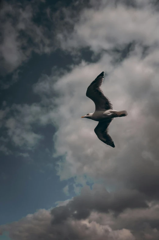 large black and white bird flying through a cloudy blue sky