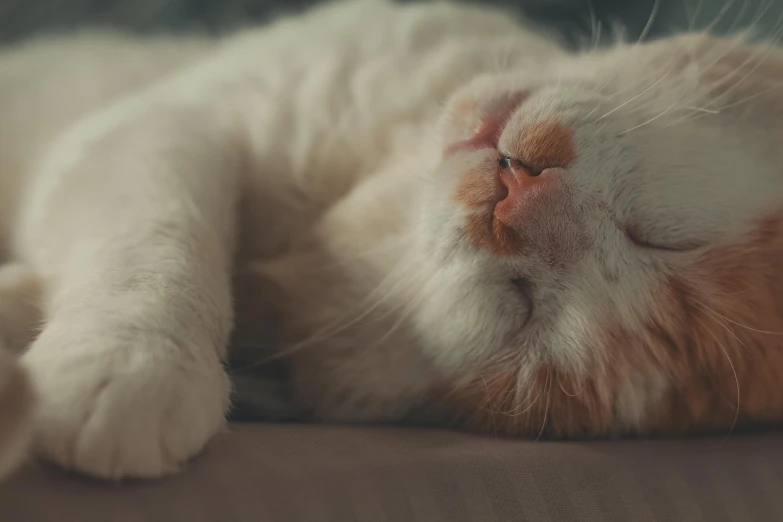 a close up of a cat laying on its side