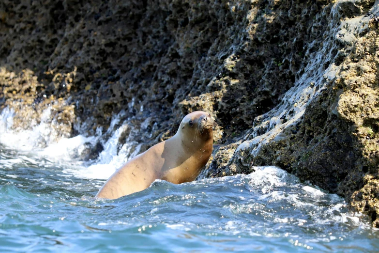 a sea lion looks over its shoulder as it stands in a body of water