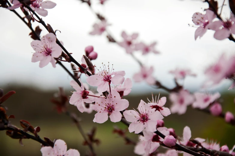 a close up of pink flowers on a tree