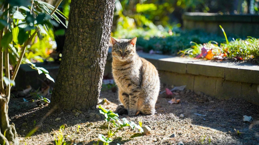 a cat that is sitting under a tree