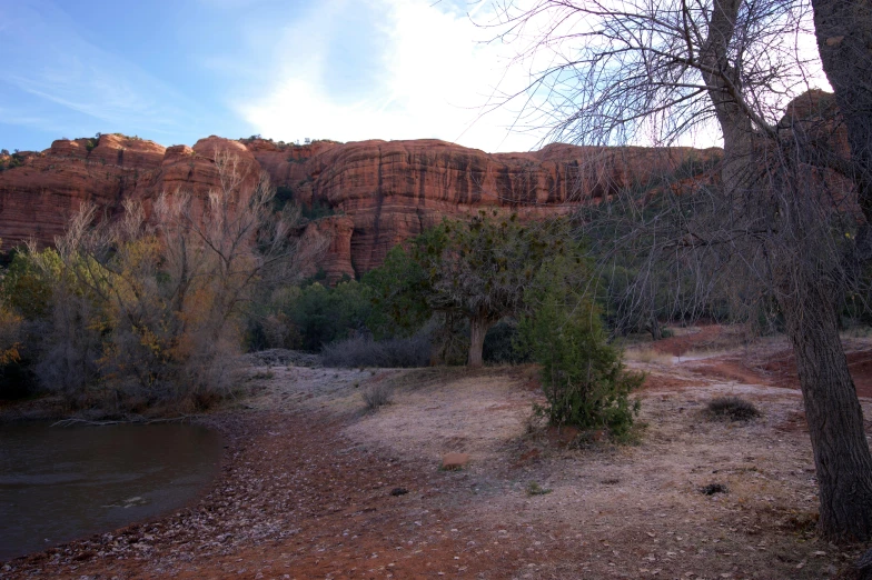 there is some trees standing by the rocks and water