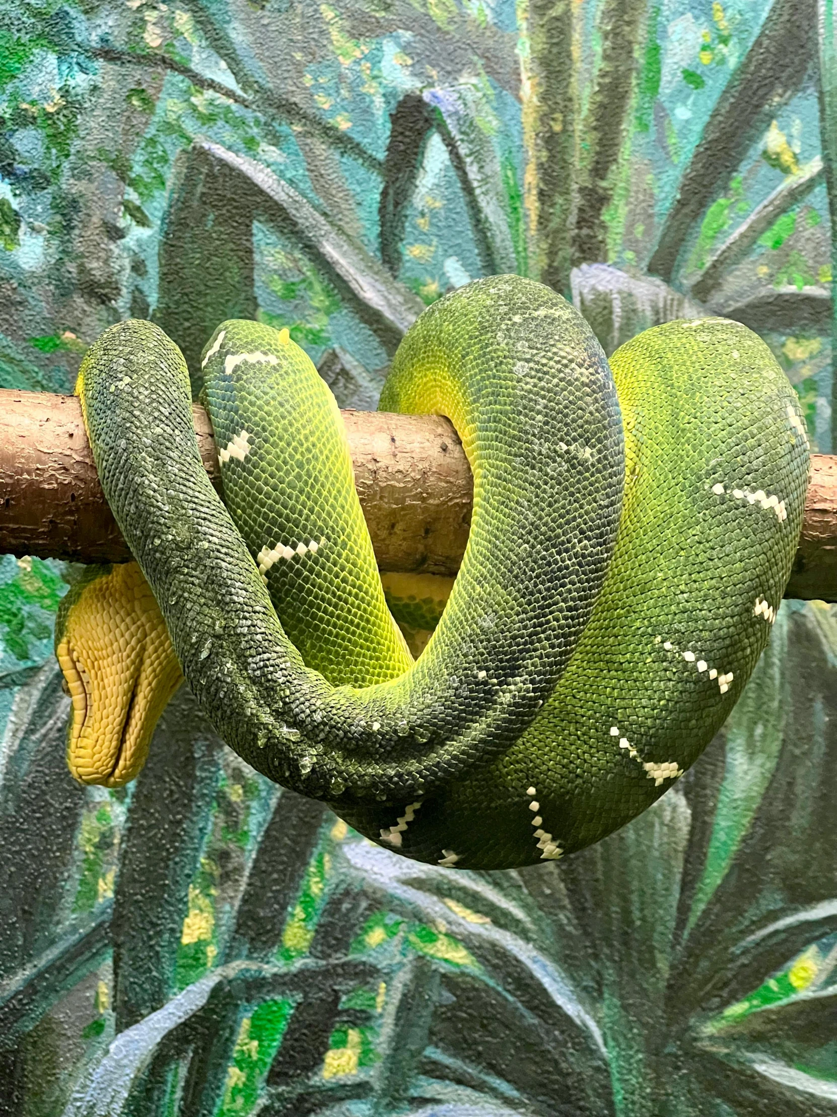 a close up of a snake on a tree nch