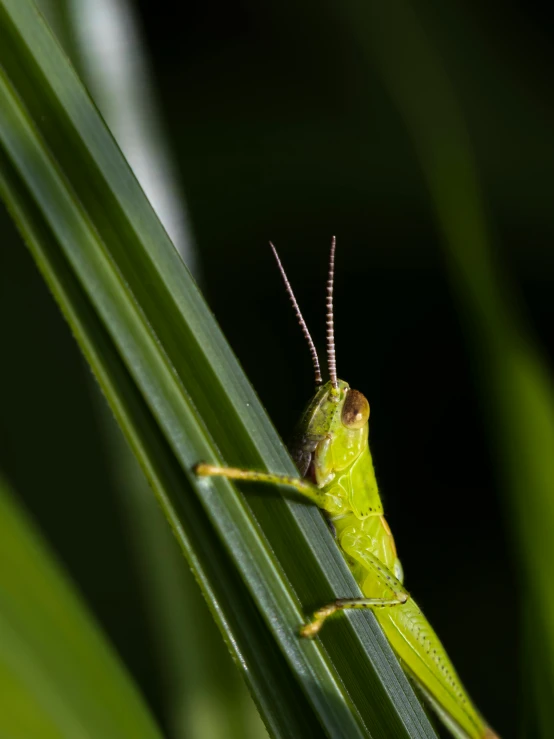 a small green grasshopper is resting on a green stalk